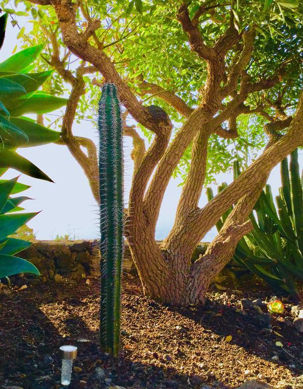 Tigalate Finca Valentina מראה חיצוני תמונה